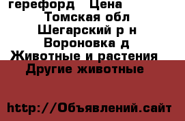 герефорд › Цена ­ 50 000 - Томская обл., Шегарский р-н, Вороновка д. Животные и растения » Другие животные   